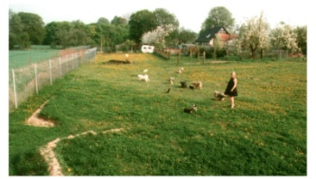 Tila-Las Garten - ca.0,75 ha - 4 km vor den Toren von Berlin - hier lt es sich gut toben