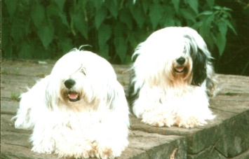 weiss mit zobel und zobel mit weiss (rechts)