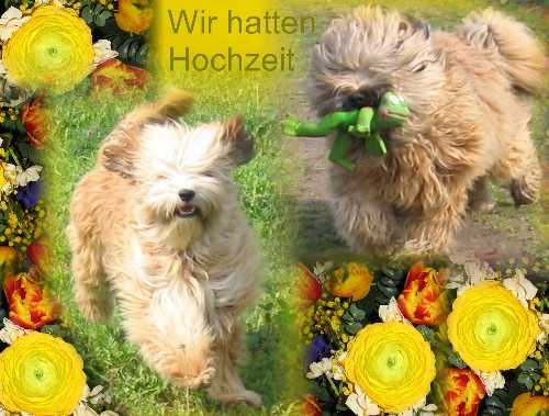 Mama und Papa - zwei ganz liebe Hunde !