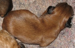Rüde R...(4)